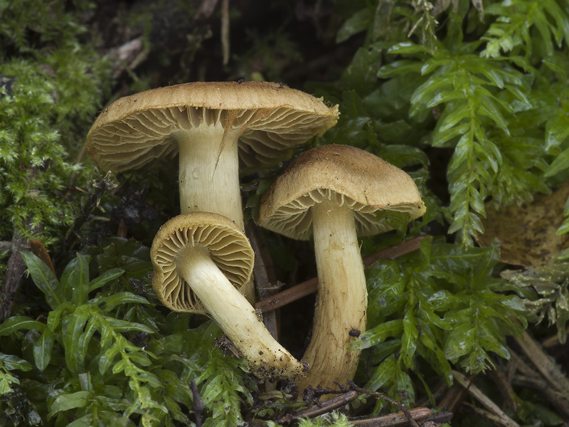 Cortinarius olivaceofuscus